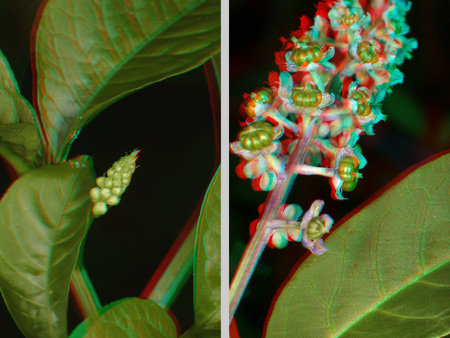 3D hatású növény levelekkel és virágokkal Egy növény levelei és virágai láthatók 3D hatású képen, zöld színben.