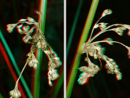 3D hatású növény szára és virágzata 3D hatású kép egy növény száráról és virágzatáról, anaglif technikával.