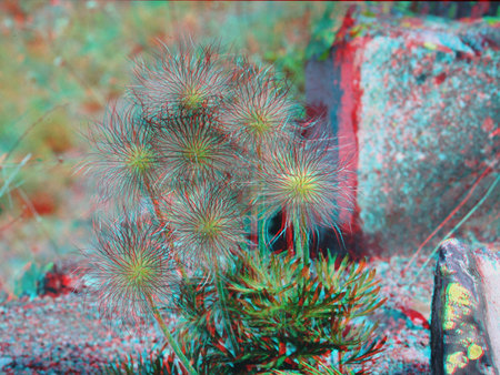 3D hatású fotó egy növényről, valószínűleg kövirózsáról, sziklás környezetben.