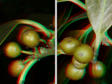 A képen egy növény termései láthatók, 3D hatású képként megjelenítve, zöld és piros színekkel.