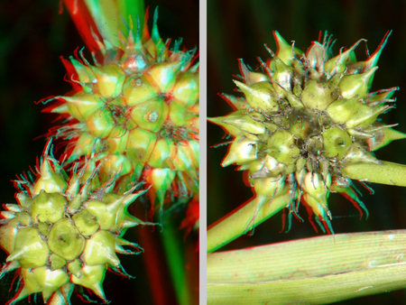 A képen egy növény termése látható, amely 3D hatású, színes megjelenítéssel van ábrázolva.