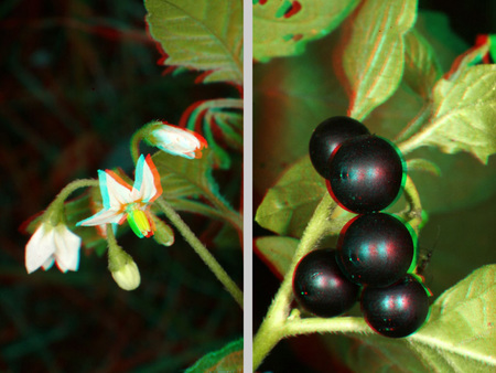 3D hatású növény virága és bogyói 3D hatású kép egy növény virágáról és bogyóiról, zöld levelekkel.
