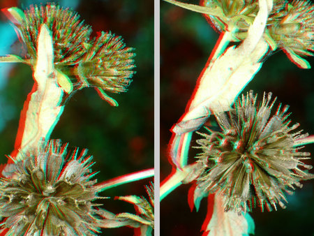 A képen egy növény látható, amelynek virágai és levelei 3D hatásúak.