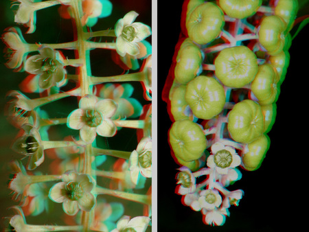 3D hatású növény virágai és termései A képen egy növény virágai és termései láthatók 3D hatású képen, anaglif technikával.