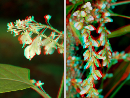 Két különböző növény virágai láthatók 3D hatású képként, piros-kék színekkel.