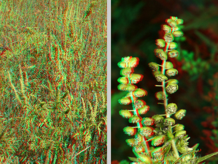 3D hatású fotó növényekről és magokról 3D hatású fotó, amelyen növények, valószínűleg parlagfű, és annak magjai láthatók.