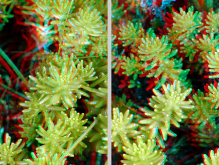 3D hatású növényekről készült színes fotó, vörös és kék szűrőkkel.