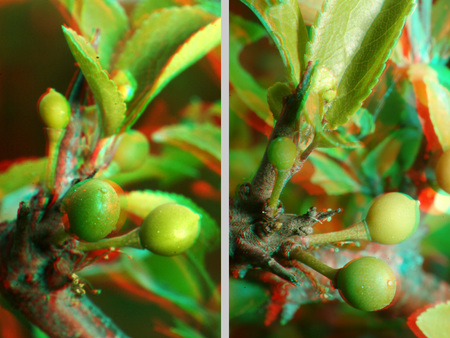 3D hatású kép zöld növényi bogyókkal és levelekkel