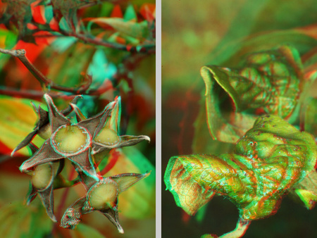 Két növényi részlet, egy termés és egy levél, 3D hatású megjelenítéssel.