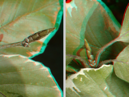 Két növényi rügy látható 3D hatású képként, levelek között.