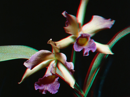 A képen egy 3D hatású orchidea virág látható fekete háttér előtt.