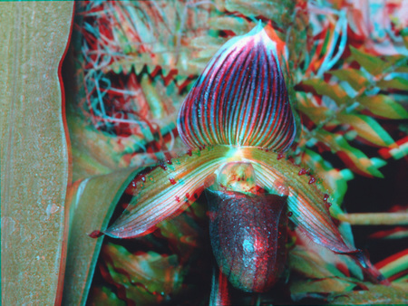 Egy 3D hatású orchidea virág, piros és kék szűrőkkel ábrázolva, természetes környezetben.