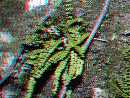 Egy páfrány látható 3D hatású képként, vörös és kék szűrőkkel.