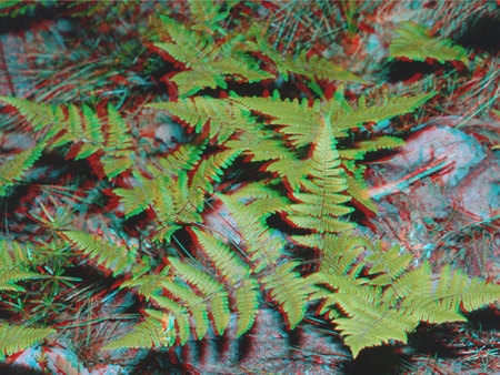 3D hatású kép egy páfrányról, amely a természetben található.