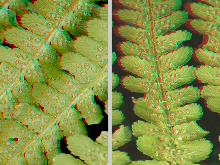 Két páfránylevél 3D hatású megjelenítéssel, zöld színben.