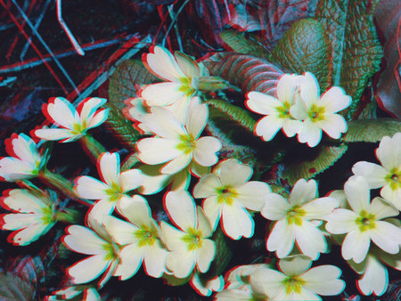 3D hatású fotó primula virágokkal, zöld levelek között.