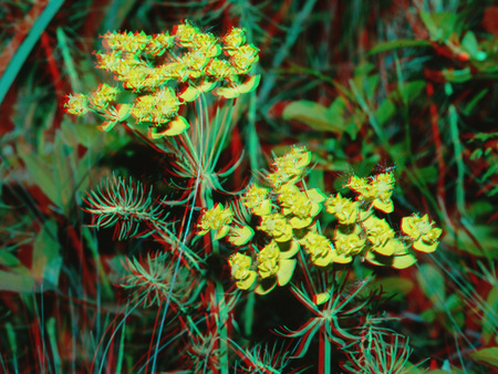 3D hatású fotó sárga virágokkal zöld levelek között, természetes környezetben.