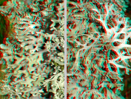 3D hatású színes korall részletes textúrákkal 3D hatású, színes korall részletes textúrákkal és formákkal