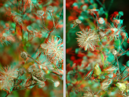 3D színes növényi kompozíció 3D hatású, színes növényi kompozíció különböző virágokkal és növényi részekkel.