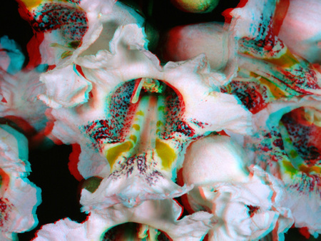 3D hatású színes virág Egy 3D hatású virág, amely különböző színekben pompázik, anaglyph technikával készült.