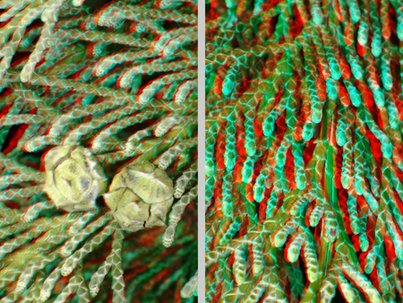 3D hatású sztereoszkópikus kép növény ágairól és terméseiről, piros-kék anaglif stílusban.