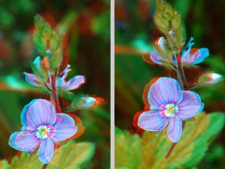 3D sztereoszkópikus virág kép Egy virág 3D sztereoszkópikus megjelenítéssel, piros-kék anaglif hatással.