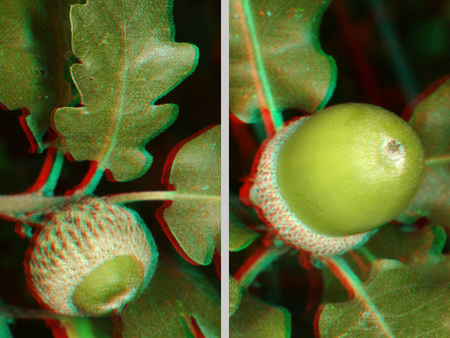 3D hatású kép tölgyfa levelekkel és makkokkal, anaglif stílusban.