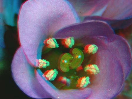 Egy virág közeli felvétele, amely 3D hatású, színes és részletes.