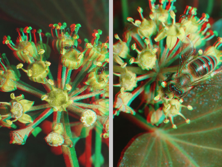 3D hatású fotó virágokkal és egy méhvel, természet makro felvétel.