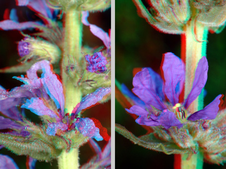 3D hatású kép egy virágról, két különböző nézetben, színes makro felvétel.