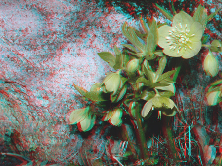 3D hatású virág sziklás háttér előtt, anaglif kép