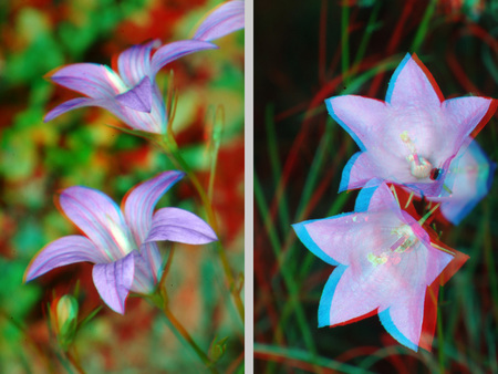 Két különböző virág 3D hatású képként ábrázolva, kék és lila színekben.