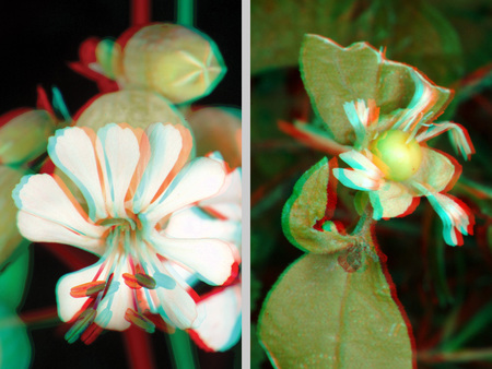 3D hatású virágok anaglif képe Két különböző virág látható 3D hatású anaglif képként, színes lencsékkel.