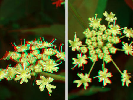 Két különböző virág látható 3D hatású anaglyph képként, piros-kék szűrővel.