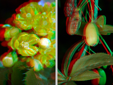 3D hatású fotó virágokkal és bogyókkal, anaglyph stílusban.