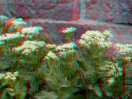 3D hatású fotó virágokkal egy kőfal előtt, anaglyph stílusban.