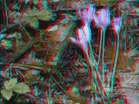 3D hatású fotó virágokkal és levelekkel a természetben, anaglif stílusban