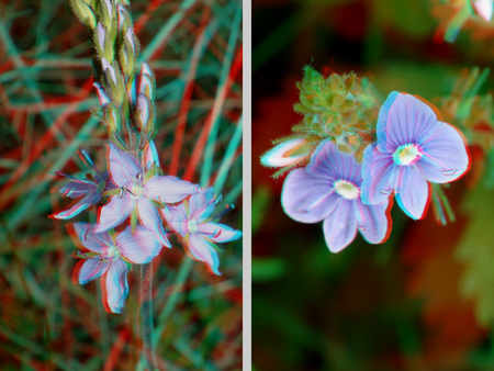 Két különböző virág 3D hatású képként megjelenítve, színes háttérrel.