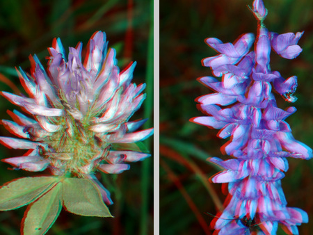 Két különböző virág látható 3D hatású képen, piros-kék sztereoszkópikus megjelenítéssel.