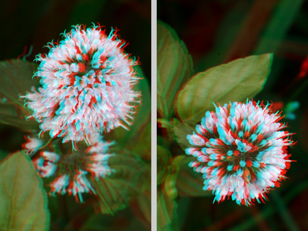 3D hatású, vörös-kék anaglif technikával készült fotó egy virágról.