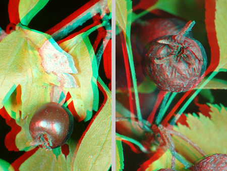 3D hatású kép bogyókkal és levelekkel, anaglyph technikával készült.