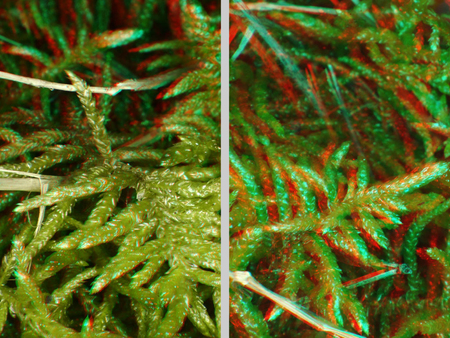 Közelről készült kép egy moha növényről, 3D hatással.