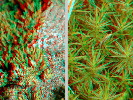 Két különböző típusú moha látható 3D hatású képen, zöld növények textúrája.