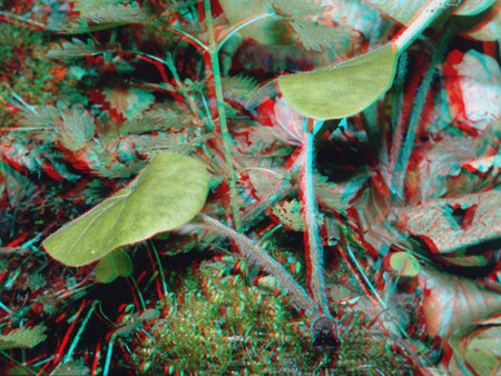 3D hatású kép növényekkel teli erdei aljnövényzetről, zöld levelekkel és piros-kék hatással.