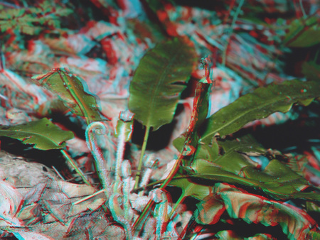 3D hatású, színes növény levelei és szárai különböző színekben.