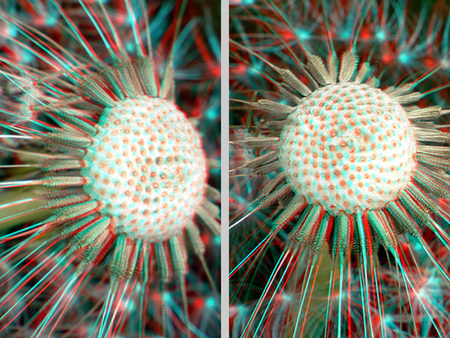 Tengeri sün 3D hatású képe piros-kék anaglif technikával, tüskékkel.