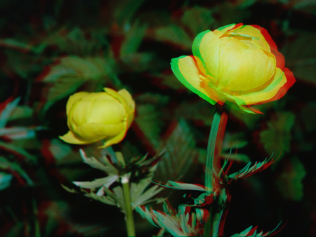 Két sárga virág látható, 3D hatással, zöld levelek között.