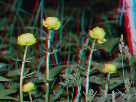 Sárga virágok láthatók a képen, 3D hatású megjelenítéssel, természetes környezetben.