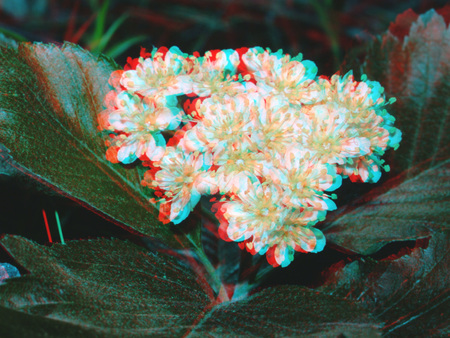 3D hatású virág anaglif megjelenítéssel Virág 3D hatású anaglif megjelenítéssel, piros-kék színekben