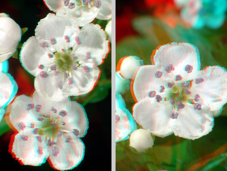 Két fehér virág látható 3D hatású képként megjelenítve, anaglif technikával.